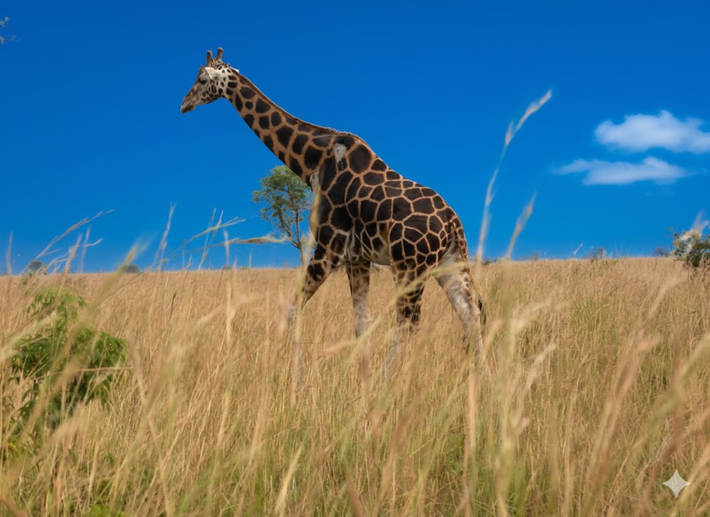 Uganda Savanna